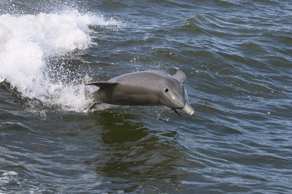 fun-facts-dazzling-dolphins